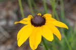 Missouri orange coneflower